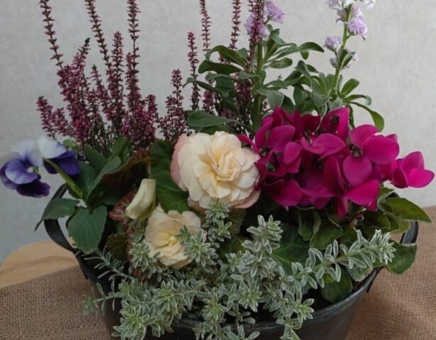 冬を楽しむ寄せ植え教室